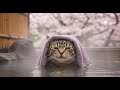 温泉好きな猫、箱根の湯でとろける…😻Hakone Onsen Like You’ve Never Seen Before…