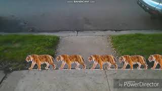 Utf1997 Magical Event S8 The Magic Tigers