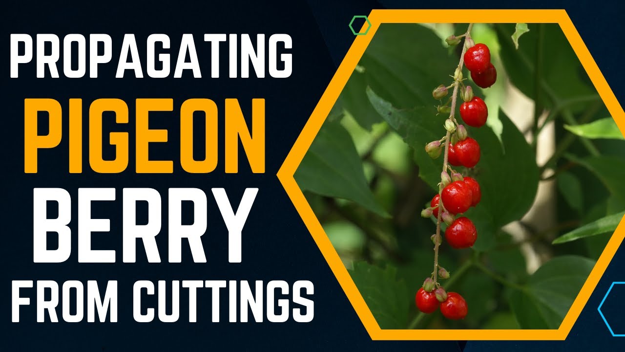 Propagating Pigeon Berry from Cuttings | Growing Pigeon Berry from Cuttings Made Easy