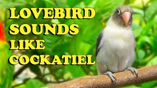 Download Lagu Lovebird's Sounds but it's Similar to Cockatiel Sounds - Mauve Euwing Opaline \u0026 Green Opaline MP3 Download Lagu Lovebird's Sounds but it's Similar to Cockatiel Sounds - Mauve Euwing Opaline \u0026 Green Opaline MP3