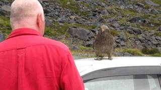 do not feed the keas