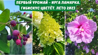 Ірга Ламарка – перший урожай. Гібіскус, хости та гейхери. Наш сад. Літо 2023