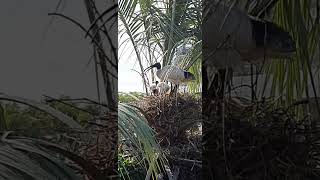 When Bin Chicken Feeds Adorable Baby Bin Chicken On Their Palm Tree Home #shorts #love #birds
