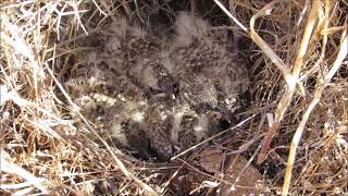 Nest of Crested lark (Galerida cristata) with 4 chicks - Cyprus