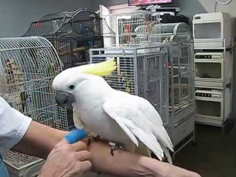 triton cockatoo lifespan triton cockatoo lifespan