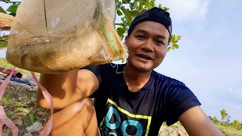 Bắt Cá Lóc - Nướng Than - Cuộc sống thế mà vui 😘