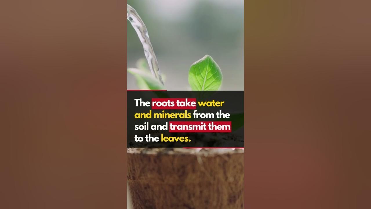 How Do Plants Obtain The Raw Materials From The Surroundings How do plants obtain the raw materials from their surroundings? #shorts