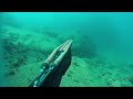 Spearfishing blue runner ,north lebanon, pathos sniper 95