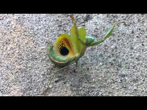 Mantis Dancing