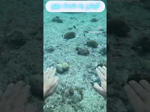 مسابقه شنا با ماهی ها در جزیره قشم با استاد نیک بین