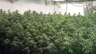 15,000 watt garden week 3 day 21