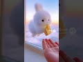 Cute rabbit creature