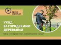 Почему важно ухаживать за городскими деревьями