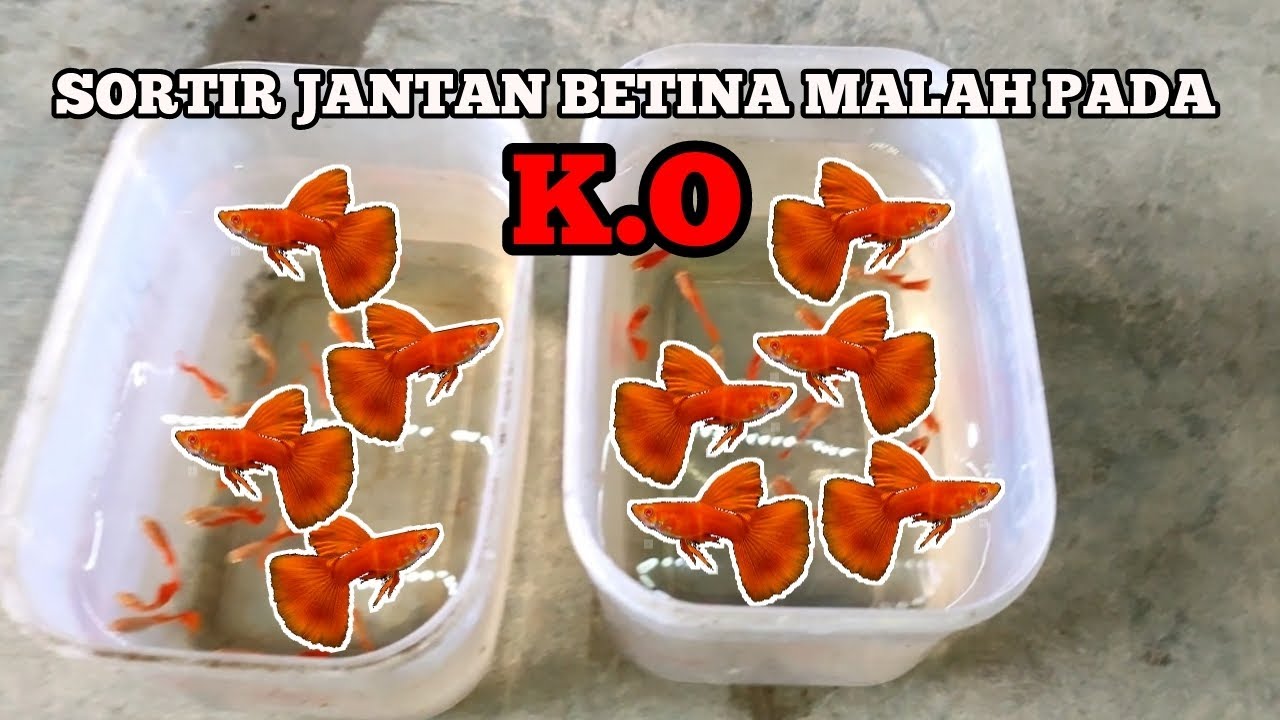 Pembesaran ikan Guppy tanpa pisah jantan betina