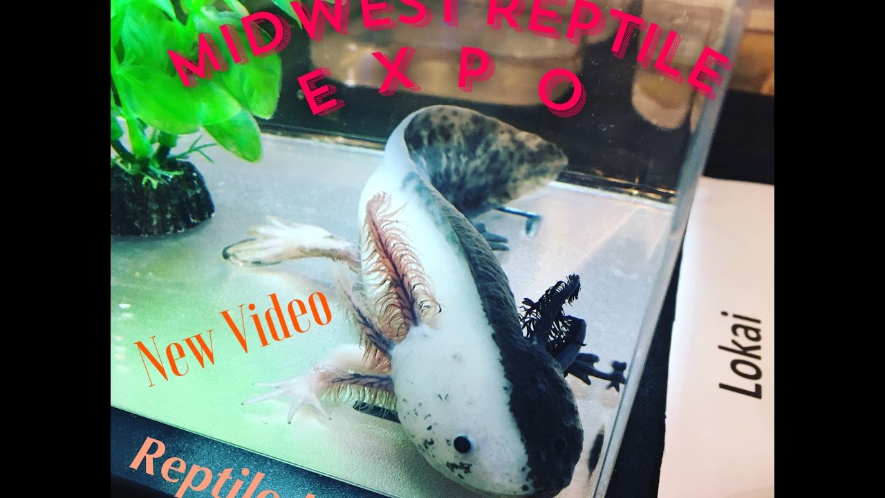 Midwest Reptile Show