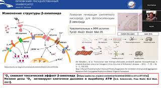 Стельмащук О.А. Поиск потенциальных нейропротекторных направлений от β-амилоидной нейротоксичности