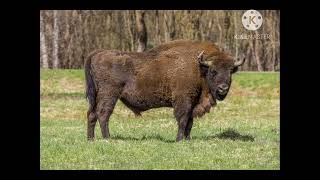 European Bison Sound Effects 🦬 🔊 (For Steve Myers)