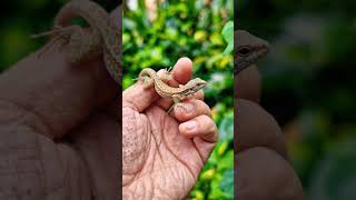 Lizard Escapes From Hand