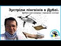 Зустріли пінгвінів в Дубаї. Дубайський акваріум і підводний зоопарк