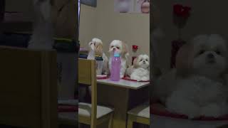 e a mesa é o melhor lugar, e bell assistindo atenta 🥰🥰