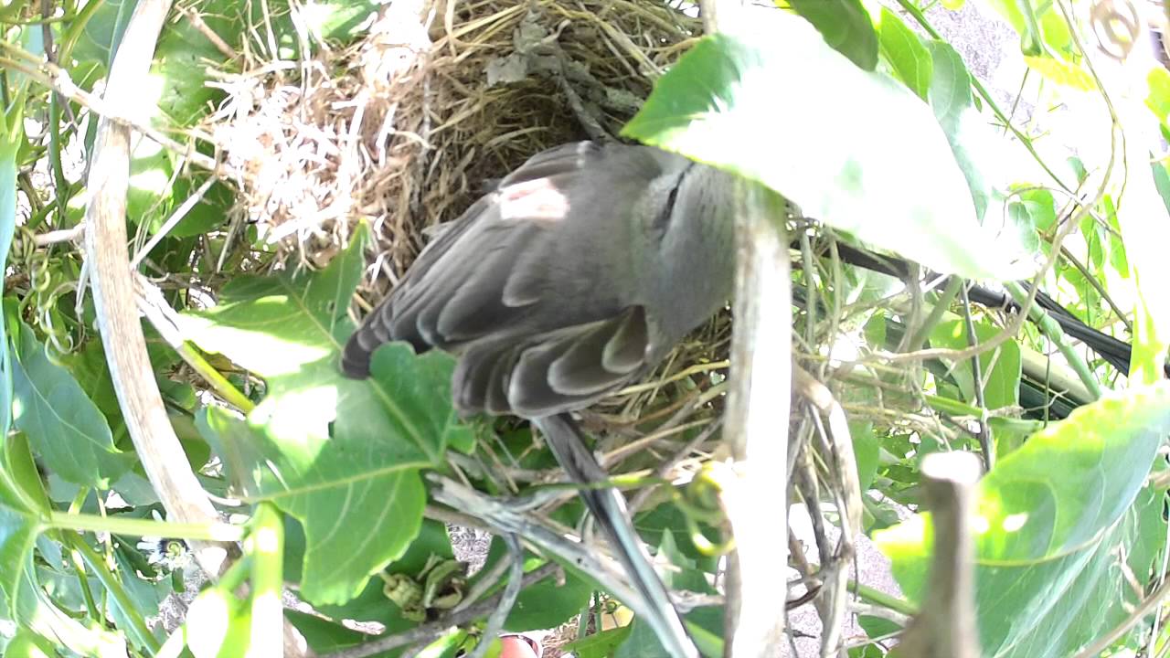 L Oiseau Fait Son Nid Bird Nesting Youtube