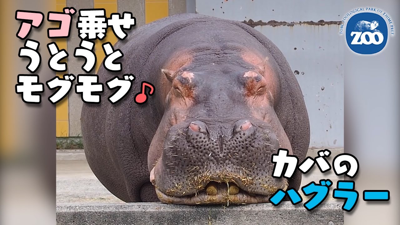 とべ動物園 アゴのせ ウトウトもぐもぐ カバのハグラー Youtube