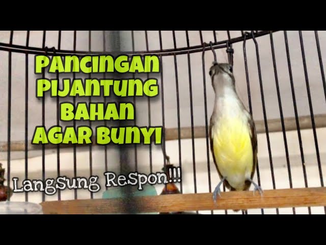 Pancingan Pijantung Pisang Gacor Agar Pijantung Bahan Cepat Bunyi Nembak Mbeset Rapat | Kicau Tembak class=