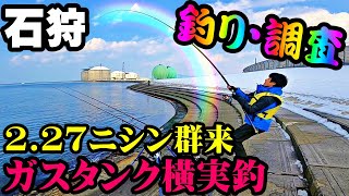 【釣り】北海道石狩湾カレイ・ニシン群来・ホッケ・投げ釣り・調査・2022年2月：[Fishing] Flatfish throw fishing 2022