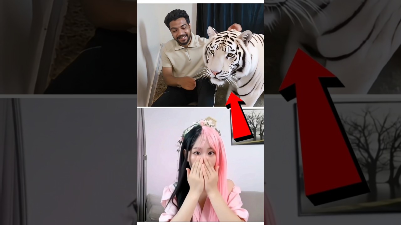 white tiger 😱