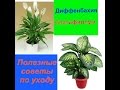 Диффенбахия. Спатифиллум.Полезные советы. Часть2