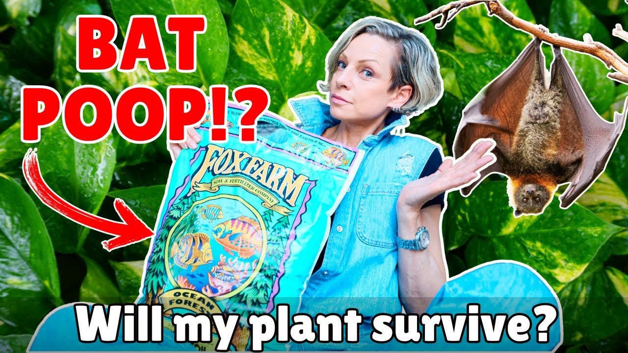 FoxFarm Ocean Forest Soil Review (6-Week Test)