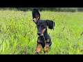 Mini dachshund bunnies| Loulou & Coco's Diary.