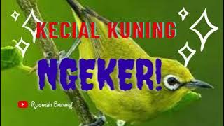 KECIAL KUNING NGEKER 100% AMPUH UNTUK NYEGERAN