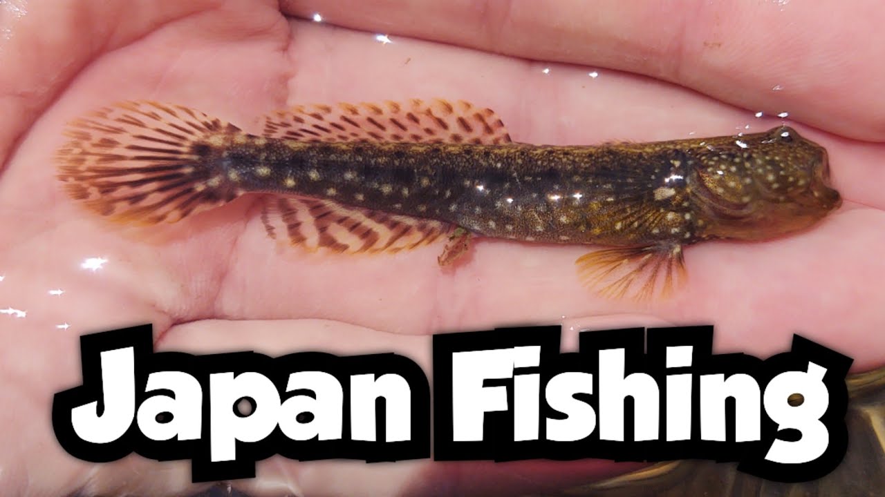 Catching New Species Out of Tide Pools on Okinawa | Japan Fishing 🇯🇵