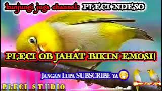 Pleci BETINA BIRAHI Parah JAHATNYA Pleci Jantan NGAMUK!