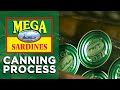 The Canning Process | How Sardines Are Made | The Mega Global Story