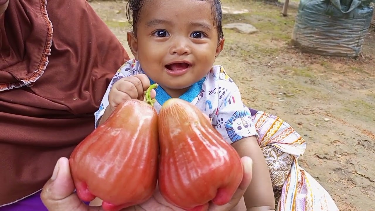Jambu madu BARBIE SUGAR, Salam Garden BISA Balek Kampung