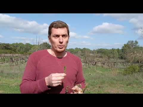Vidéo: Salade Burnet Herb : En savoir plus sur la salade Burnet qui pousse dans le jardin