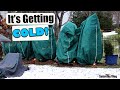 Protecting plants from cold  saturday vlog