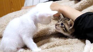 The kittens were having a cute skirmish in the uncle's arms [please watch with subtitles]