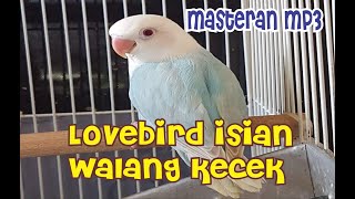 Masteran burung Lovebird isian Walang Kecek mp3 || cucak ijo, murai batu, cendet dan kacer