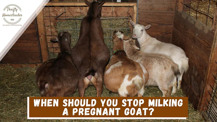 When to stop milking during pregnancy?