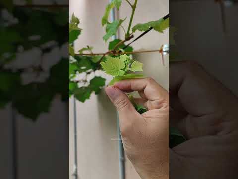 Seleksi bunga anggur