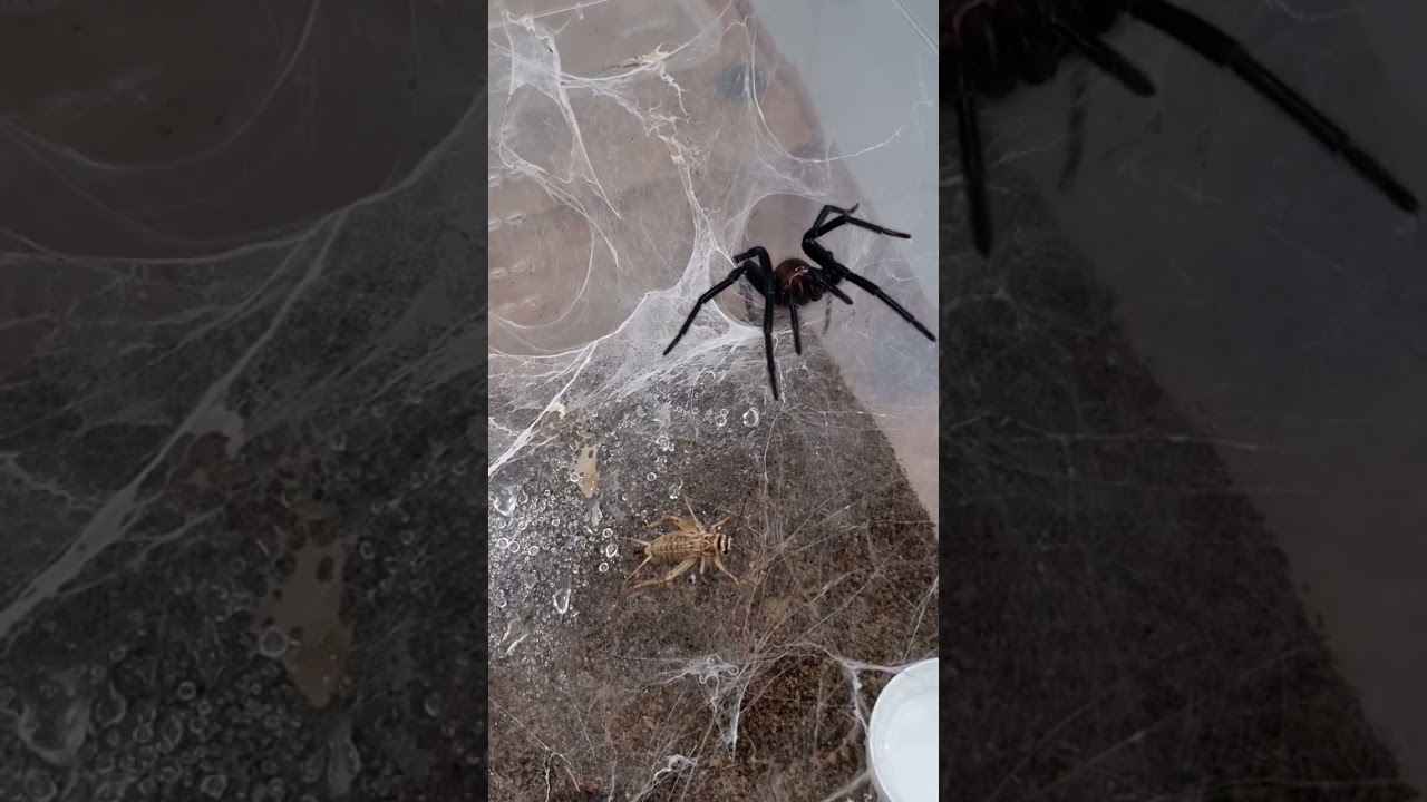 Devil Curtain Web Spider feeding time