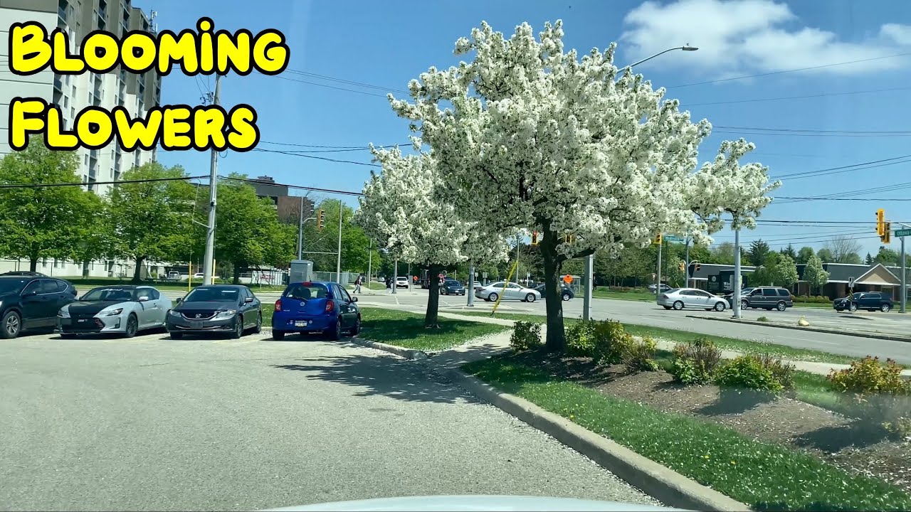 Flowers Blossom in Kitchener Ontario Canada May 19, 2022 YouTube