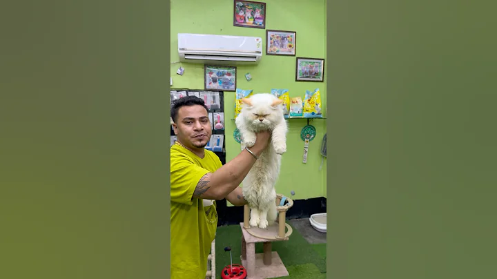 Video 10212821: punch face persian cat, kitten