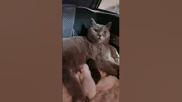 هذا خلق الله 😍🤩 #راحة_نفسية #القرآن_الكريم #تلاوات #تلاوة_خاشعة #صلوا_على_النبي #اكسبلور #قرآن