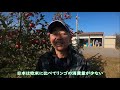 リンゴ「ピンクレディー」/旬菜物語(長野県安曇野市・JAあづみ)