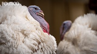 White House reveals names of turkeys up for pardon — Peanut Butter and Jelly