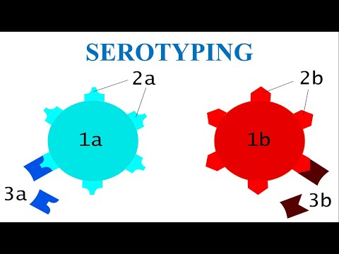 Video: Is serotype een woord?